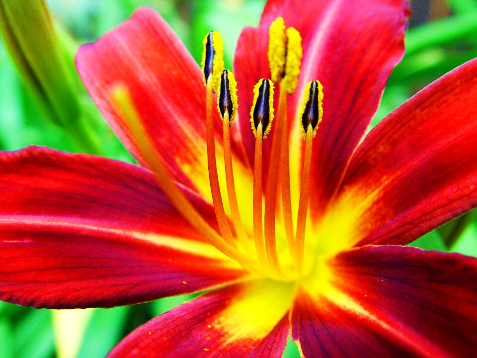 Floral blossom nature