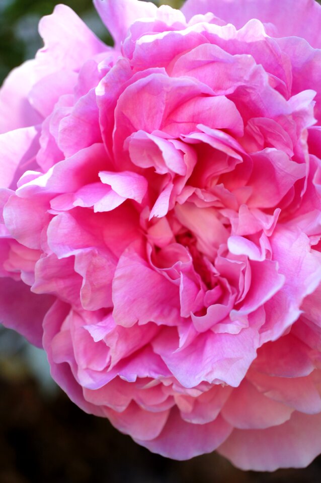 Peony flower floral