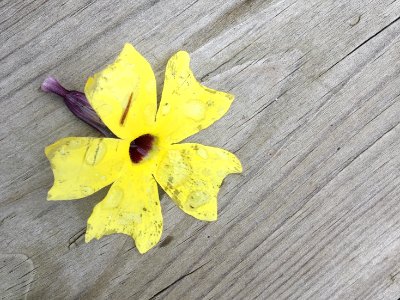 Flower Fallen
