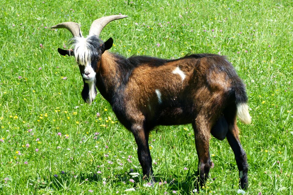 Horned domestic goat horns photo