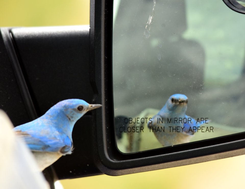 Mountain bluebird at Seedskadee National Wildlife Refuge