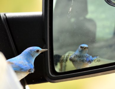 Mountain bluebird at Seedskadee National Wildlife Refuge
