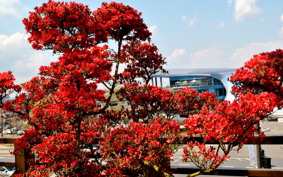 Yeouido Flower Festival