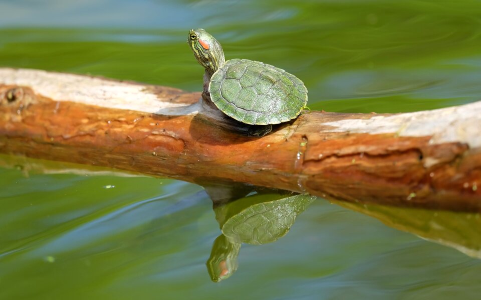 Wildlife water tortoise
