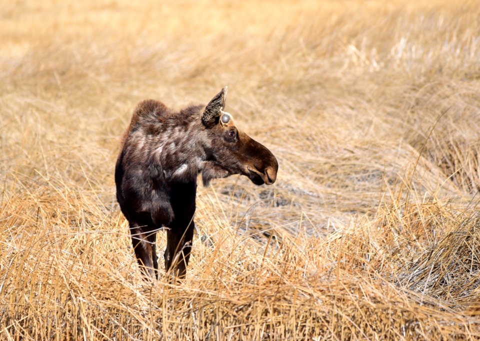 Moose at Seedskadee National Wildlife Refuge