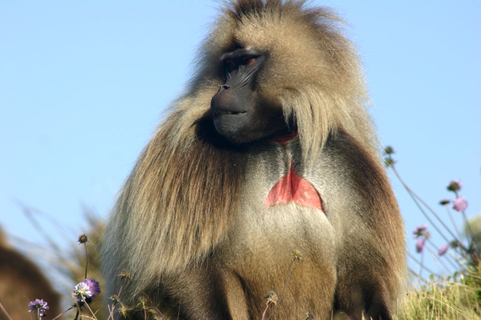 Gelada Baboon, Simien Mountains National Park, Ethiopian Highlands