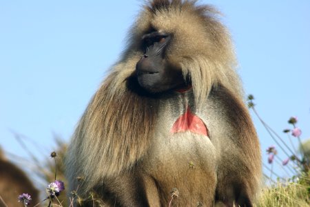 Gelada Baboon, Simien Mountains National Park, Ethiopian Highlands photo