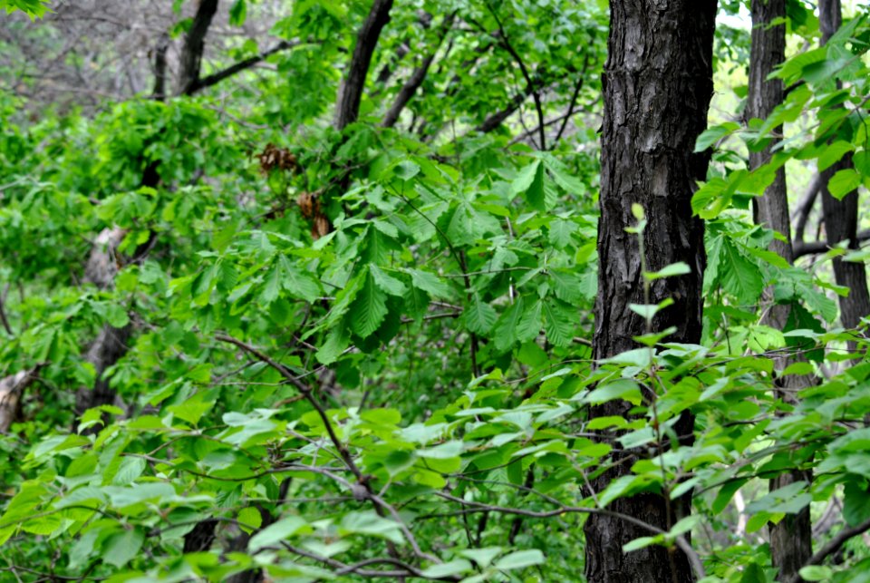 Bukhansan National Park