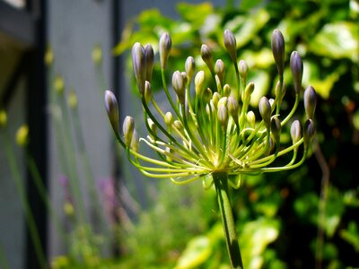 Flowers plants violet