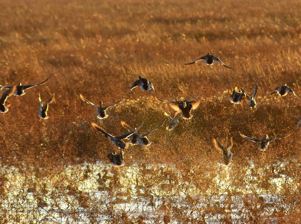 Waterfowl on LaCreek National Wildlife Refuge