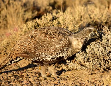Greater sage-grouse at Seedskadee National Wildlife Refuge