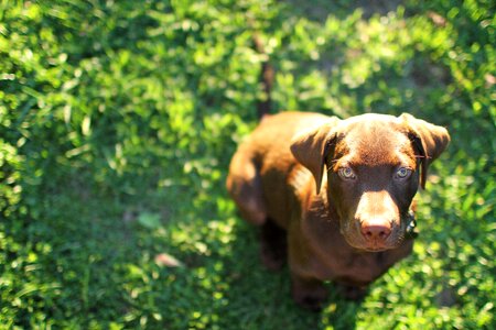 Cute lab labrador