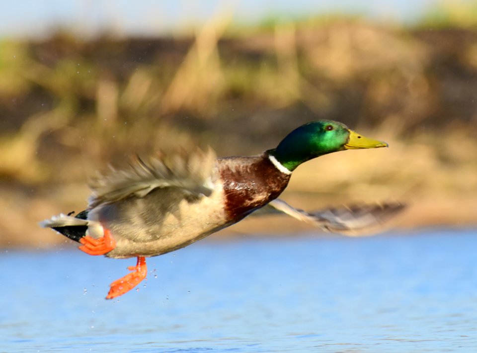 Mallard at LaCreek National Wildlife Refuge