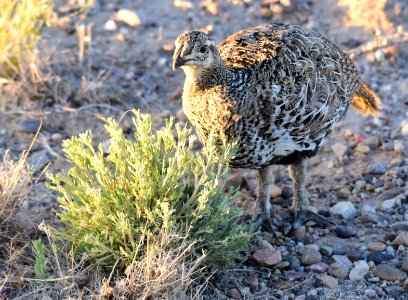 Greater sage-grouse at Seedskadee National Wildlife Refuge