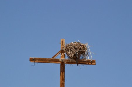 Red Tailed Nest