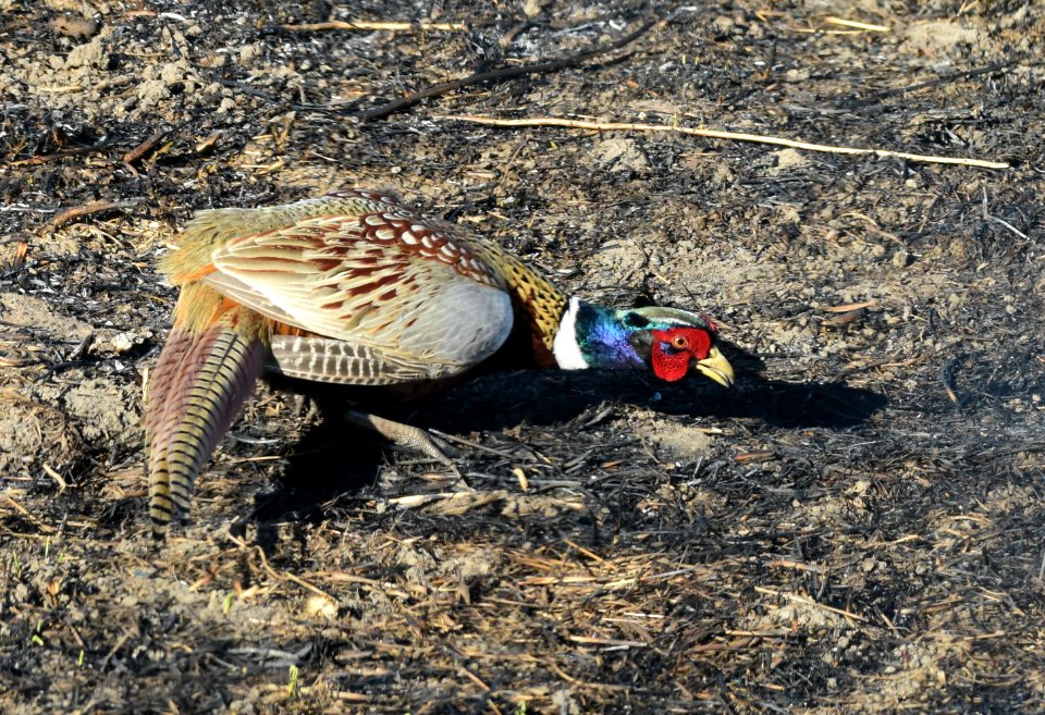 Ring-necked pheasant at LaCreek National Wildlife Refuge