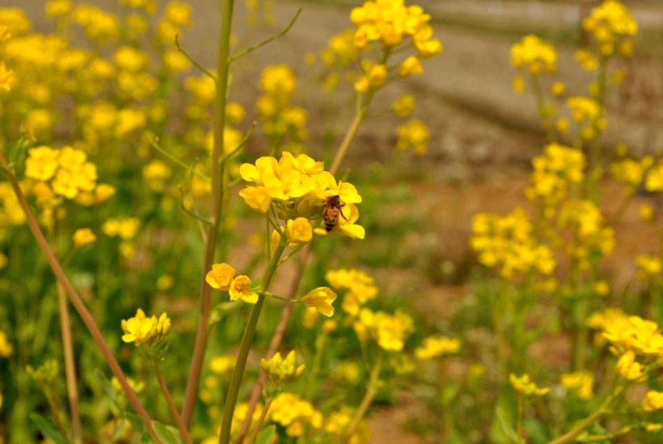 Spring in Korea
