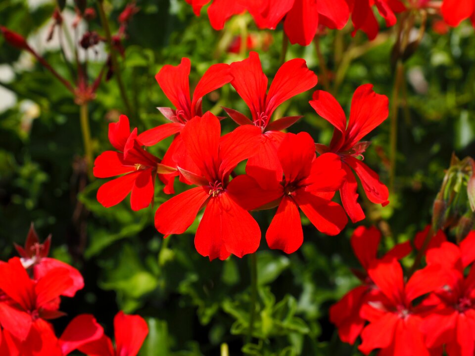Pelargonium grandiflorum colorful regal pelargonium