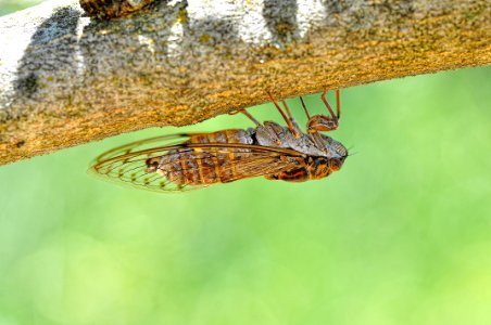 Cigarra - Macro