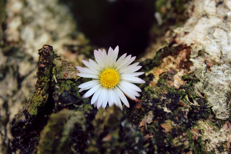 Bloom plant nature
