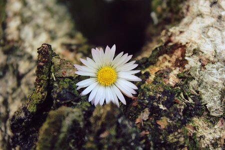 Bloom plant nature