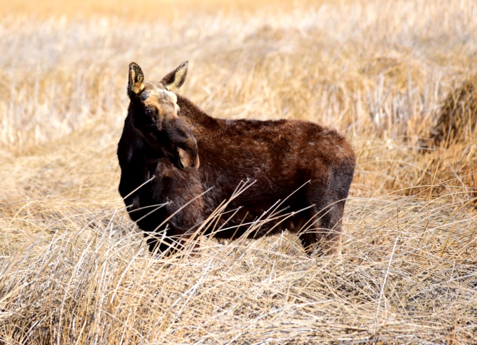 Moose at Seedskadee National Wildlife Refuge
