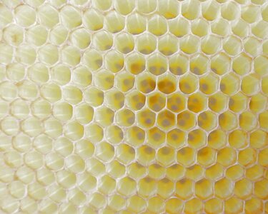 Honeycomb work bee cell