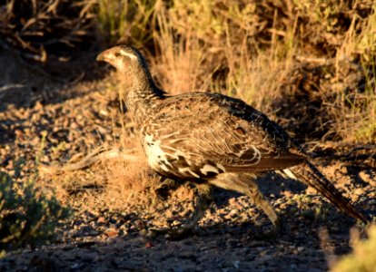 Greater sage-grouse on Seedskadee National Wildlife Refuge