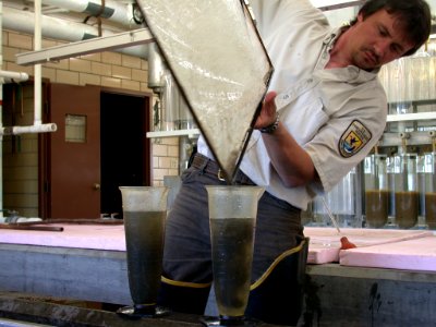 Walleye fry enumeration photo