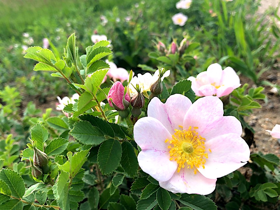 Roadside Wild Roses