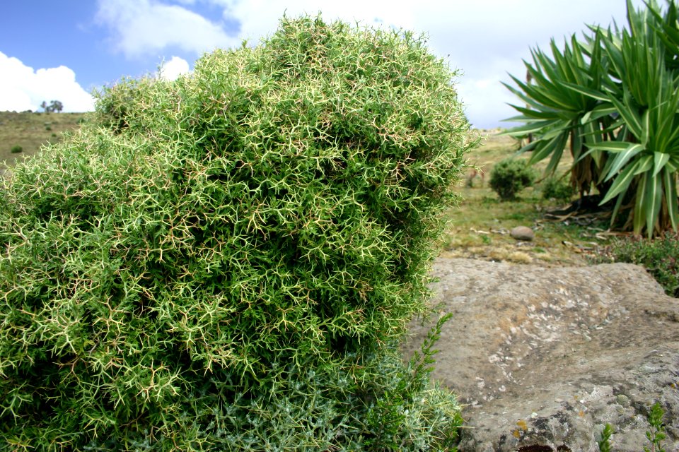 Simien Mountains National Park, Ethiopian Highlands photo