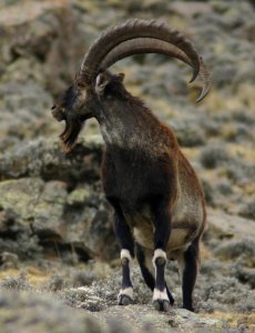 Walia ibex, Simien Mountains National Park, Ethiopian Highlands