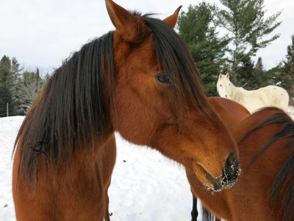 Snow equestrian cold