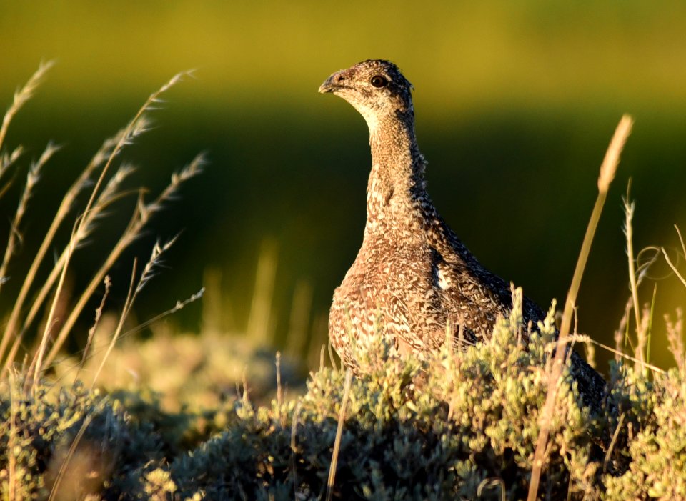 Greater sage-grouse at Seedskadee National Wildlife Refuge