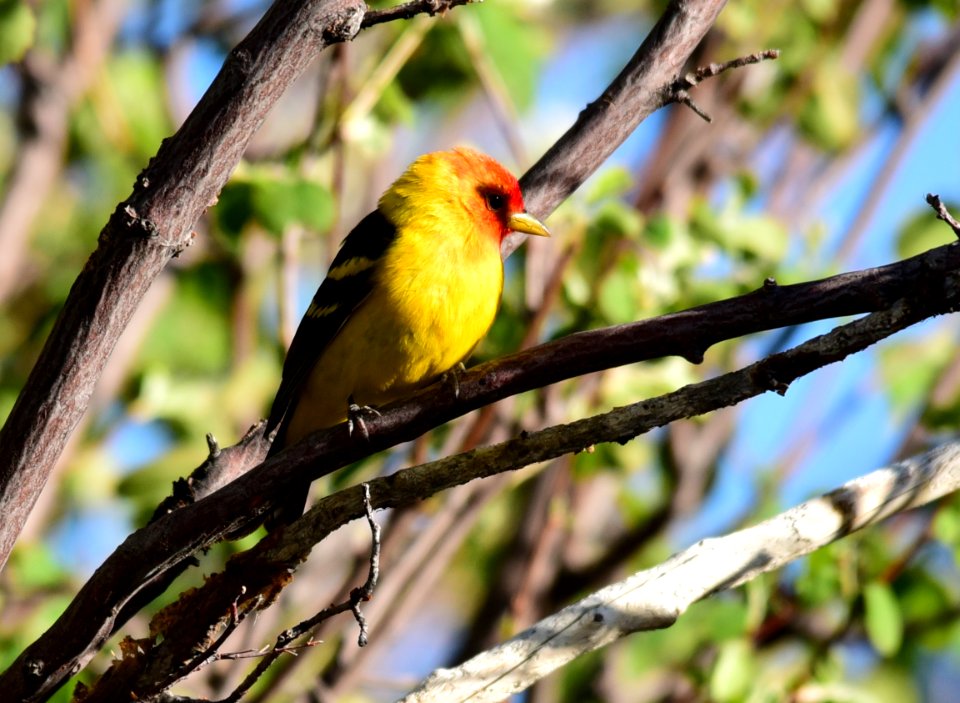 Western Tanager at Seedskadee National Wildlife Refuge
