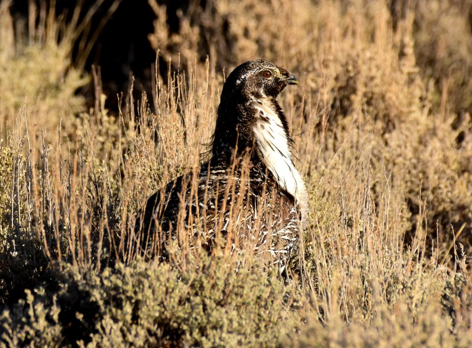 Greater sage-grouse at Seedskadee National Wildlife Refuge