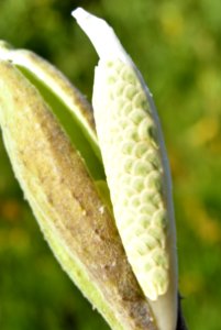 Showy milkweed (Aesclepias speciosa) at Seedskadee National Wildlife Refuge photo