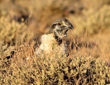 Greater sage-grouse at Seedskadee National Wildlife Refuge