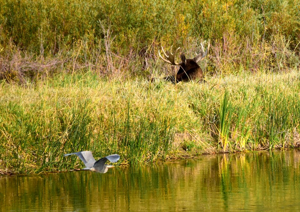 Moose at Seedskadee National Wildlife Refuge
