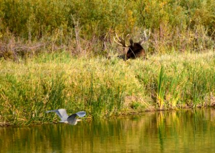 Moose at Seedskadee National Wildlife Refuge