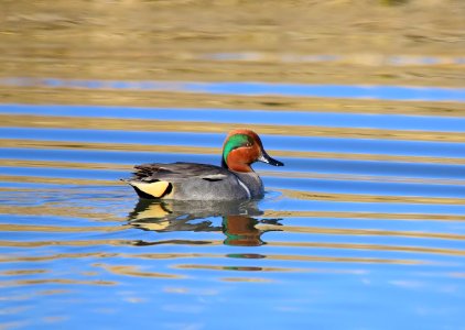 Green-winged teal at Seedskadee National Wildlife Refuge photo