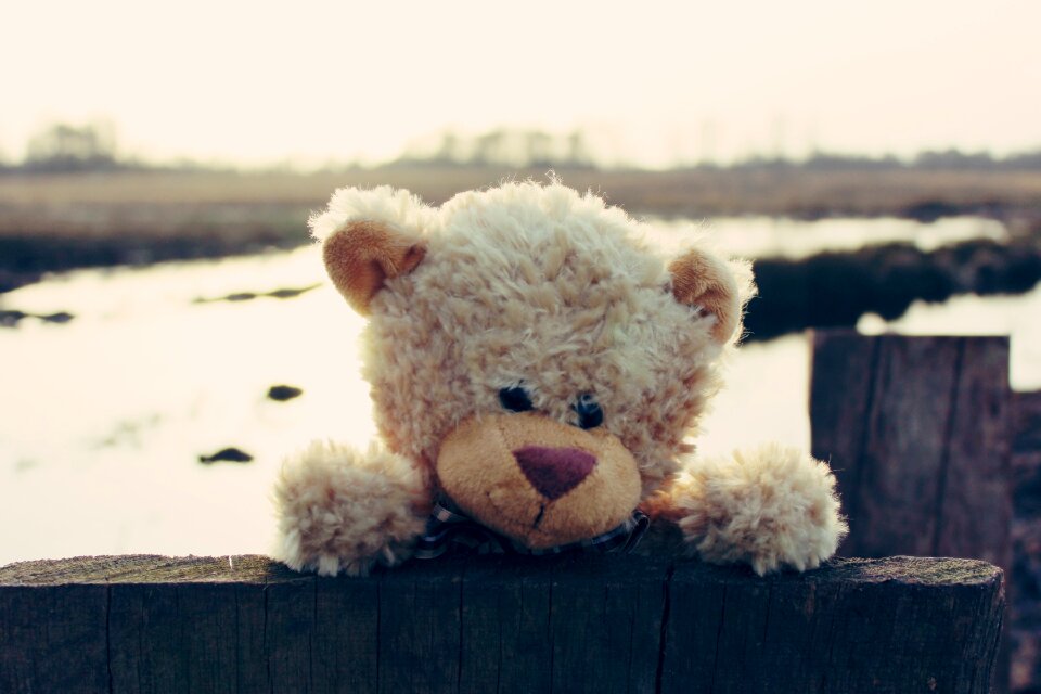 Soft toy bears stuffed animal photo