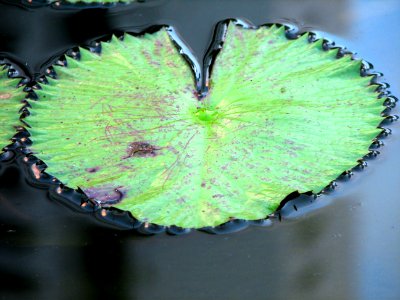 a water leaf