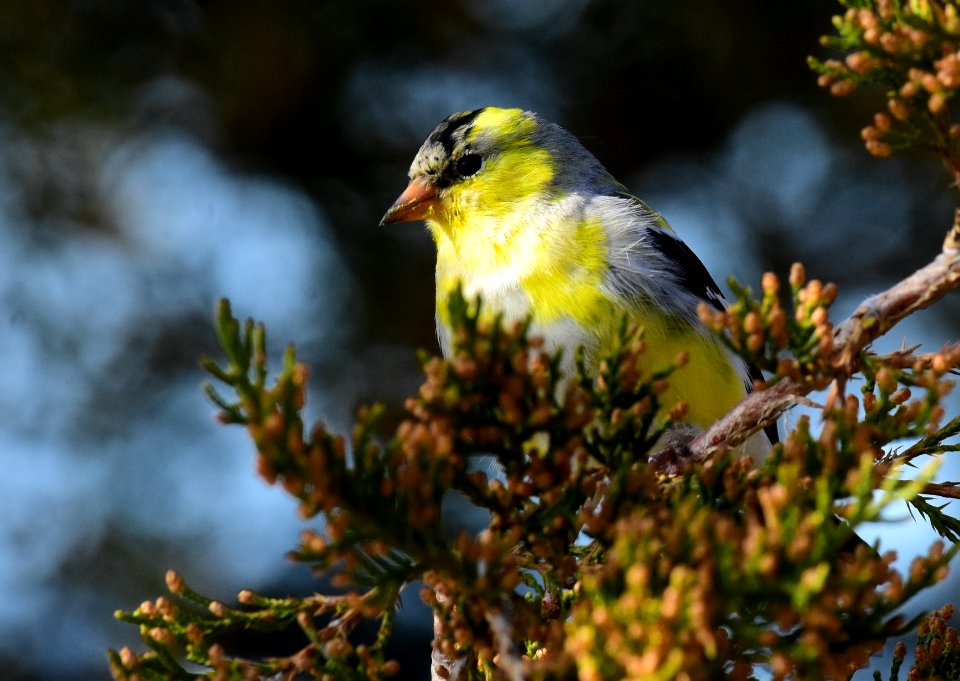 American goldfinch