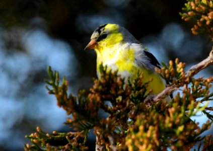 American goldfinch