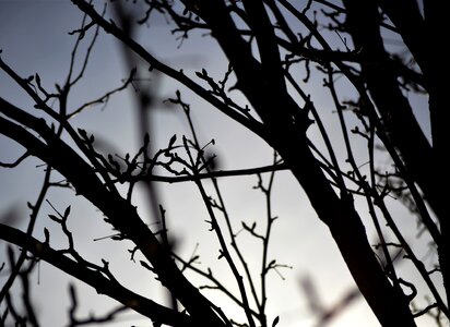 Branches silhouette shadow photo
