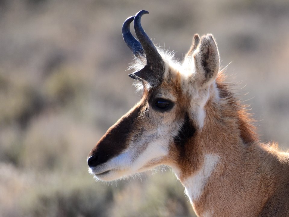 Pronghorn at Seedskadee National Wildlife Refuge