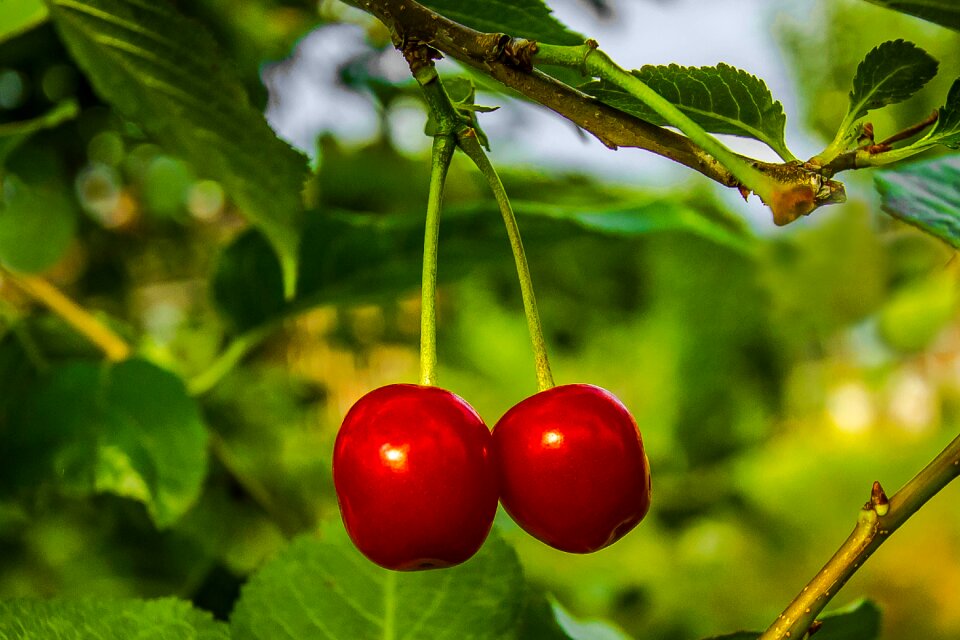 Cherries fruit summer