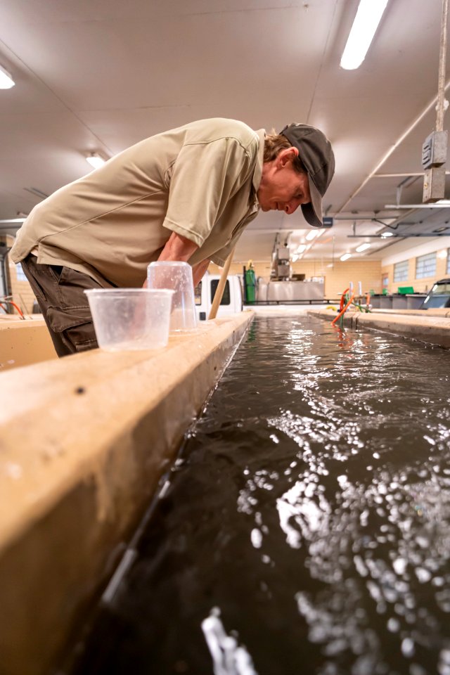 Inspecting The Fish Crop photo