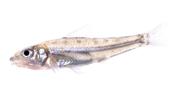 Trout-perch (Percopsis omiscomaycus) photo